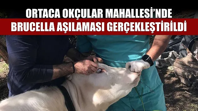 Ortaca Okçular Mahallesi'nde Brucella aşılaması gerçekleştirildi
