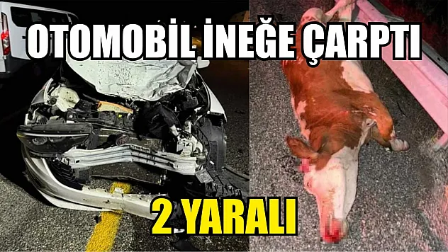 Otomobil ineğe çarptı: 2 yaralı