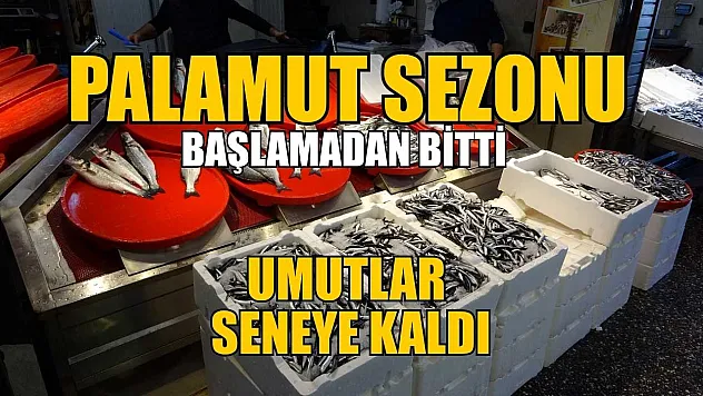 Palamut sezonu başlamadan bitti, umutlar seneye kaldı