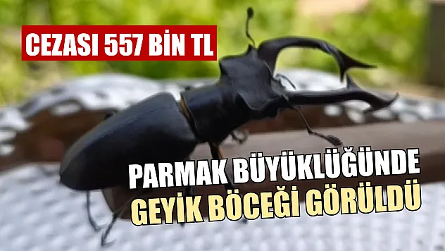 Parmak büyüklüğünde geyik böceği görüldü: Cezası 557 bin TL