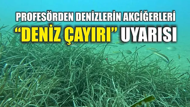 Profesörden denizlerin akciğerleri 'deniz çayırı' uyarısı