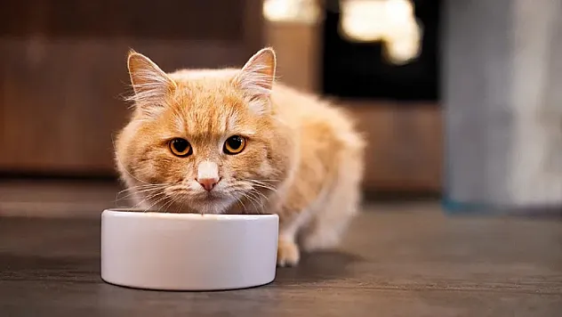 Renal Kedi Maması Nedir? Böbrek Hassasiyeti Olan Kediler İçin Beslenme Rehberi