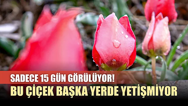 Sadece 15 gün görülüyor! Bu çiçek başka yerde yetişmiyor