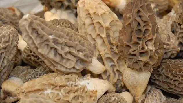 Sadece ağaç diplerinde yetişiyor!