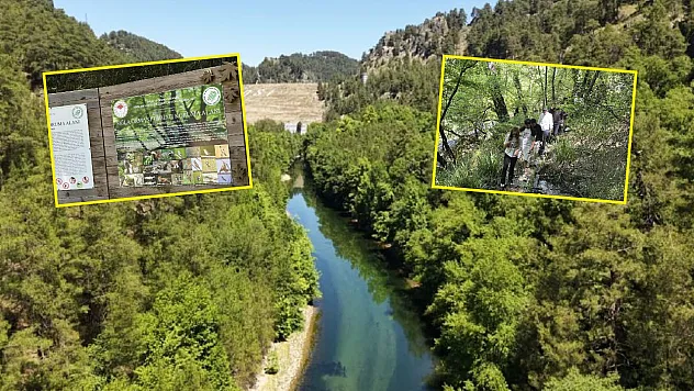 Sadece Fethiye ve Bucak'ta Bulunan Anadolu Sığla Ormanı Baharla Canlandı!