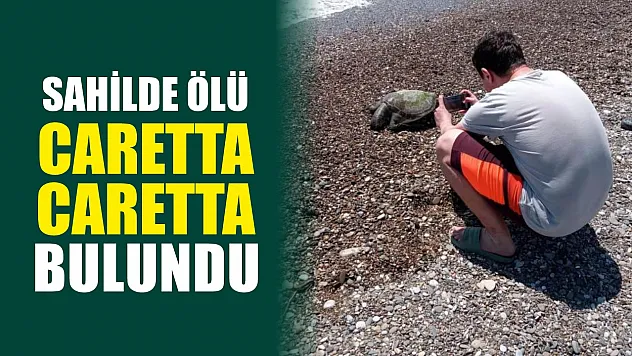 Sahilde ölü Caretta Caretta bulundu