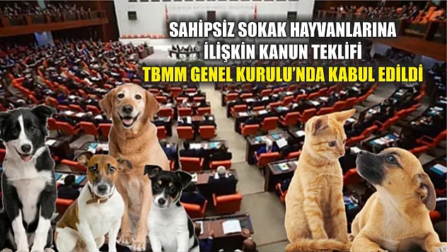 Sahipsiz sokak hayvanlarına ilişkin kanun teklifi TBMM Genel Kurulu'nda kabul edildi