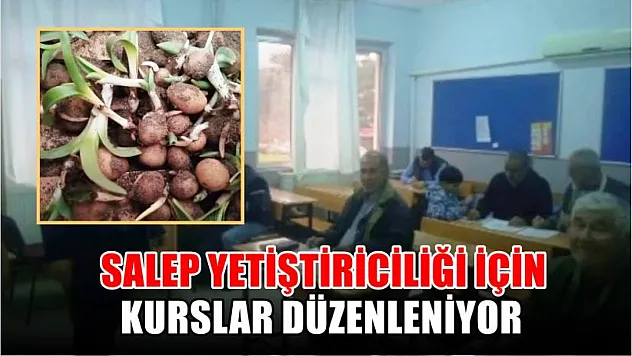 Salep yetiştiriciliği için kurslar düzenleniyor