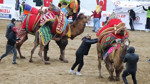 Şampiyon develer yağmur altında kıyasıya mücadele etti