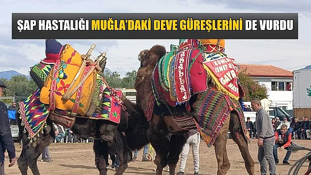 Şap Hastalığı Muğla'daki deve güreşlerini de vurdu