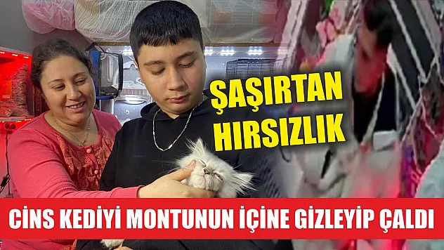 Şaşırtan hırsızlık: Cins kediyi montunun içine gizleyip çaldı
