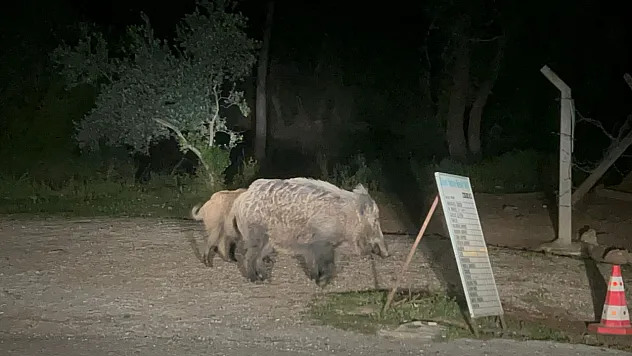 Şehre inen domuzlar yiyecek arıyor