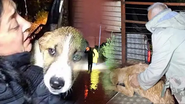 Sel sularının bastığı barınakta mahsur kalan 27 köpek botlarla kurtarıldı