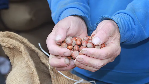 Serbest piyasada fındık 105 liraya ulaştı