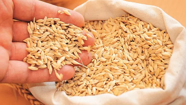 Sertifikalı tohum kullanım desteği için son başvuru