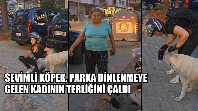 Sevimli köpek, parka dinlenmeye gelen kadının terliğini çaldı