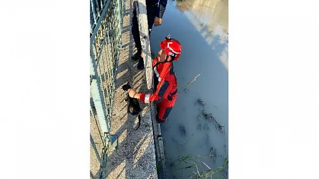 SEYDİKEMER'DE ÇAYA DÜŞEN KEDİYİ İTFAİYE KURTARDI