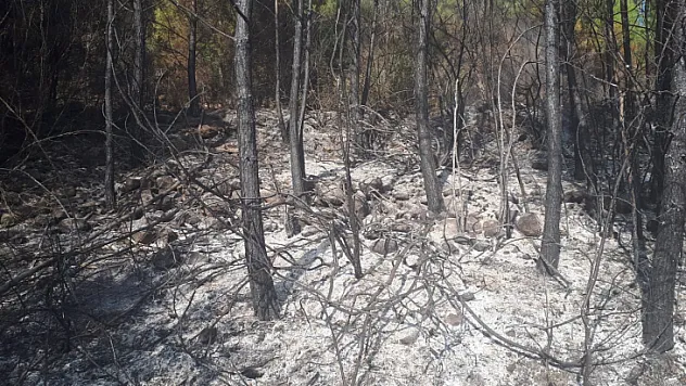 SEYDİKEMER'DE ORMAN YANGINI