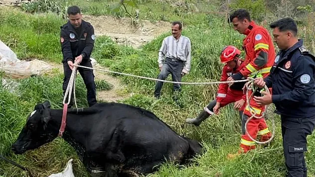 Seydikemer'de Su Arkına Düşen İnek Kurtarıldı