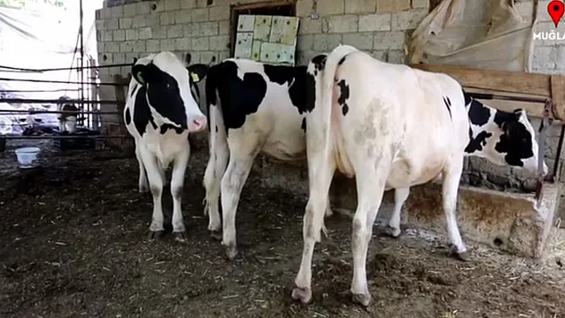 Seydikemer'de Uzman Eller Projesi Sayesinde Kendi İşini Kurdu