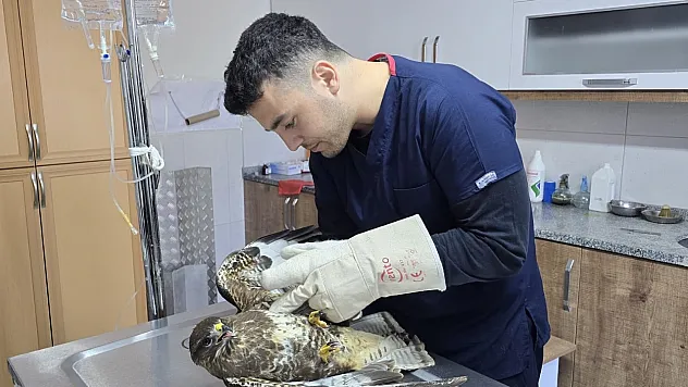 Seydikemer'de yaralı şahin tedavi altına alındı