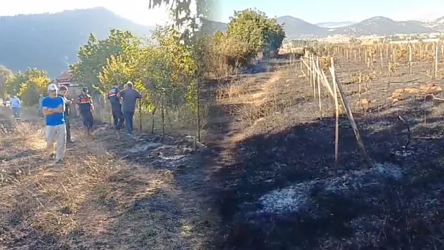 Seydikemer'de zirai alanda yangın: Üzüm bağları ve bahçeler zarar gördü