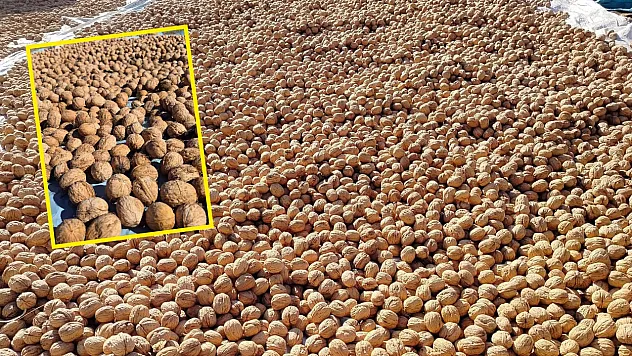 Seydikemer'in yaylalarında ceviz hasadı: Doğanın bereketi, üreticinin emeğiyle buluşuyor