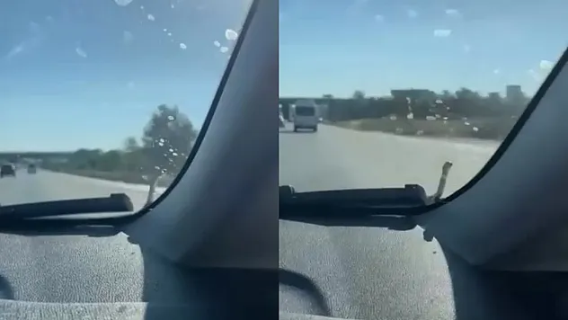 Seyir halindeki aracın kaputunda yılan paniği