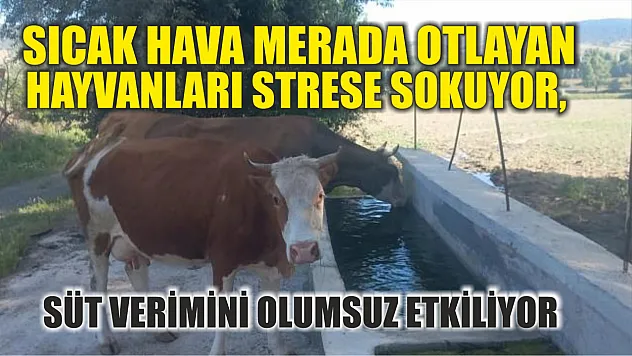 Sıcak hava merada otlayan hayvanları strese sokuyor, süt verimini olumsuz etkiliyor