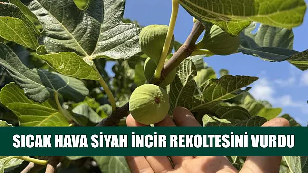 Sıcak Hava Siyah İncir Rekoltesini Vurdu