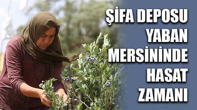Şifa Deposu Yaban Mersininde Hasat Zamanı