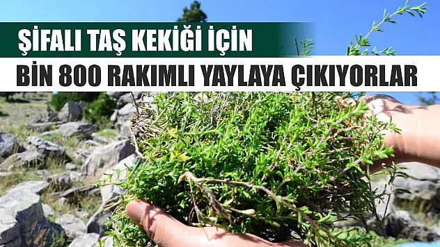 Şifalı taş kekiği için bin 800 rakımlı yaylaya çıkıyorlar