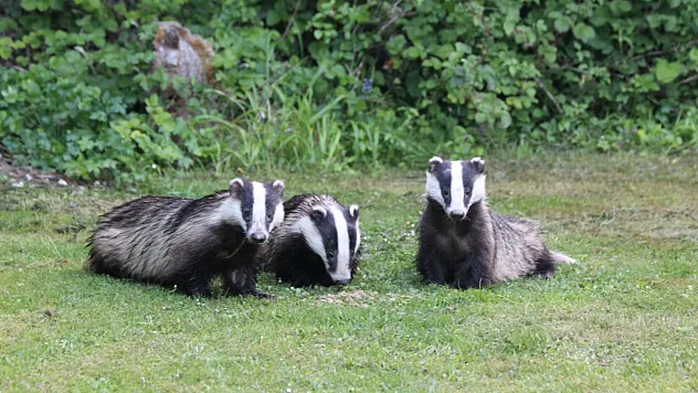 Sırtlanlar ve çakallar bile onu gördüğünde