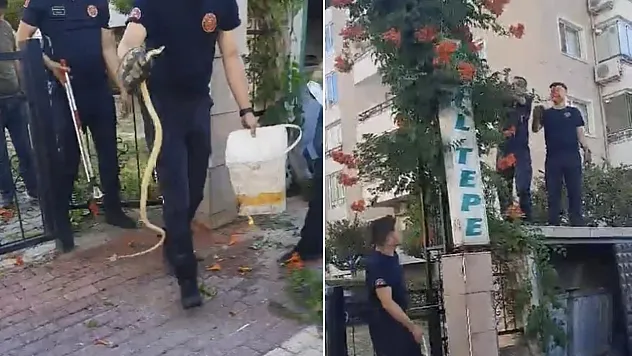Sitenin bahçe kapısına dolanan yılan ecel terleri döktürdü