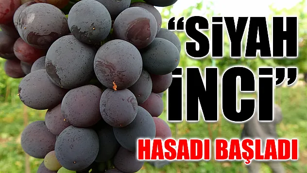 'Siyah İnci' hasadı başladı
