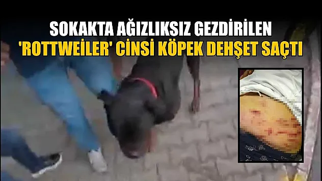 Sokakta ağızlıksız gezdirilen 'Rottweiler' cinsi köpek dehşet saçtı