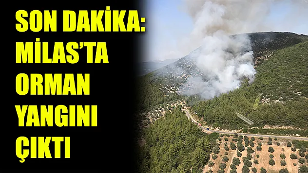 Son dakika: Milas'ta orman yangını çıktı