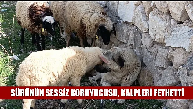 Sürünün sessiz koruyucusu, kalpleri fethetti