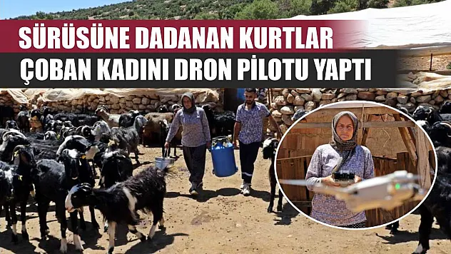 Sürüsüne dadanan kurtlar, çoban kadını dron pilotu yaptı