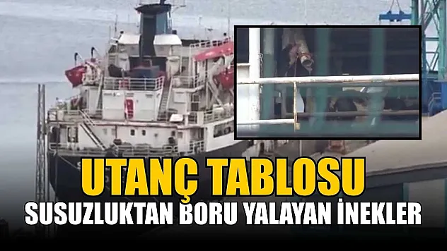 Susuzluktan boru yalayan inekler