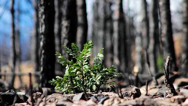 Tabiat ana küllerinden yeşeriyor