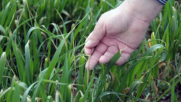 Tarımsal sulama ücretinin yüzde 50'sini devlet karşılayacak