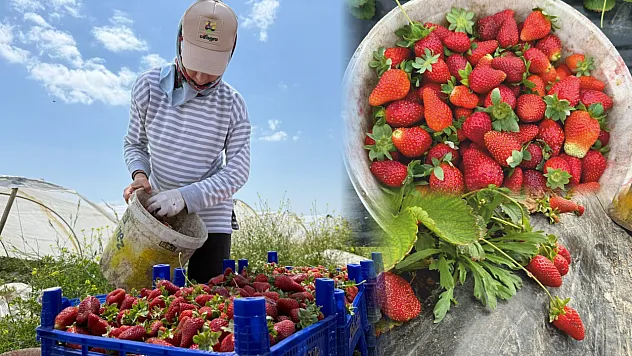Tarla ile market rafları arasındaki farka üretici bile inanamıyor