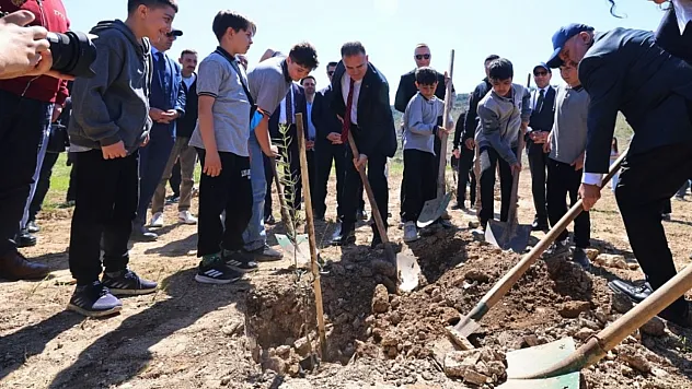 Taşınan her zeytin ağacına karşılık fidan: Milas'ta 4 bin zeytin toprakla buluştu
