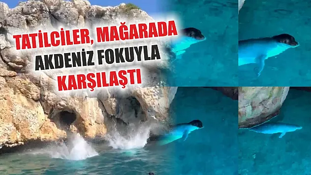Tatilciler, mağarada Akdeniz fokuyla karşılaştı