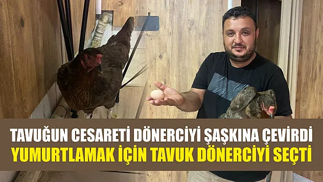 Tavuğun cesareti dönerciyi şaşkına çevirdi: Yumurtlamak için tavuk dönerciyi seçti