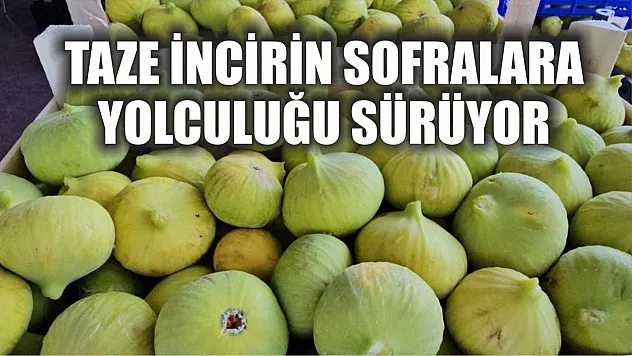 Taze incirin sofralara yolculuğu sürüyor