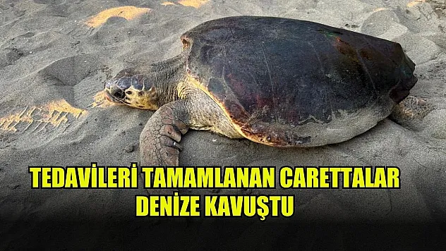 Tedavileri tamamlanan Carettalar denize kavuştu