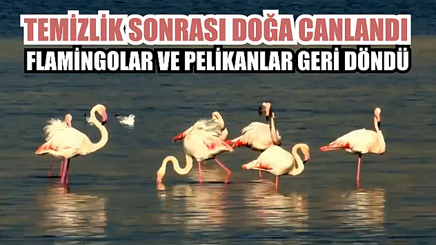 Temizlik sonrası doğa canlandı, flamingolar ve pelikanlar geri döndü