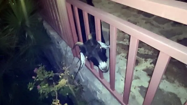 Terastaki korkuluklara başını sıkıştıran keçi itfaiyenin uzun uğraşları sonucu kurtarıldı